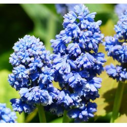 Perlehyacint, Blue Spike