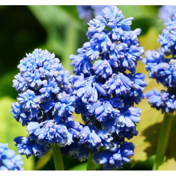 Perlehyacint, Blue Spike