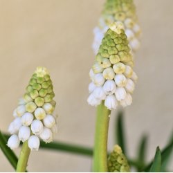 Perlehyacint White Magic