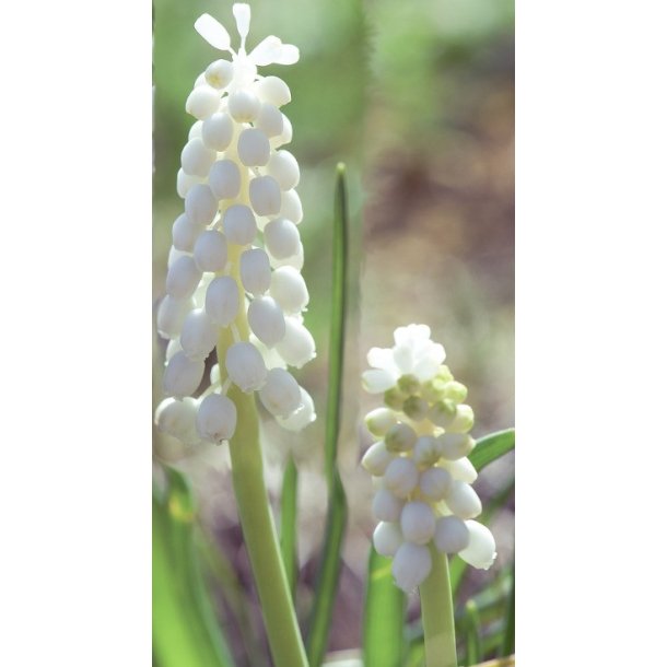 Perlehyacint White Magic