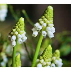 Perlehyacint White Magic