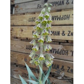 Persisk Vibeg, Green Dreams