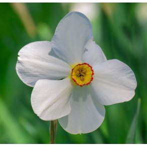 Pinselilje Actaea