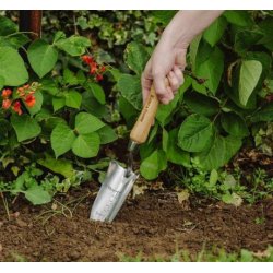 Planteske, udplantning