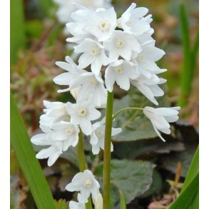 Porcelnshyacint, Hvid