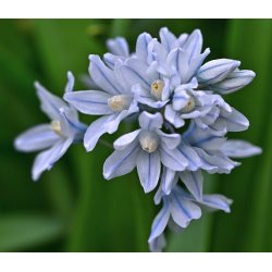 Porcelnshyacint, lysebl