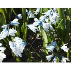 Porcelnshyacint, lysebl