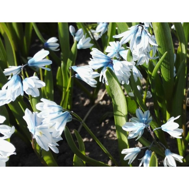 Porcelnshyacint, lysebl