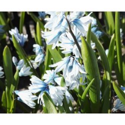 Porcelnshyacint, lysebl