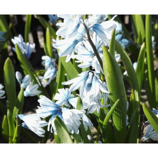 Porcelnshyacint, lysebl