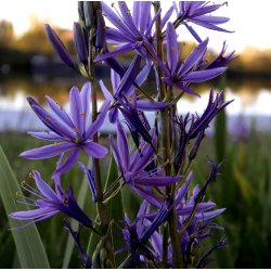 Prrielilje Blue Melody