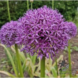 Prydl�g Globemaster