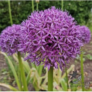 Prydl�g Globemaster