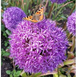 Prydl�g Globemaster