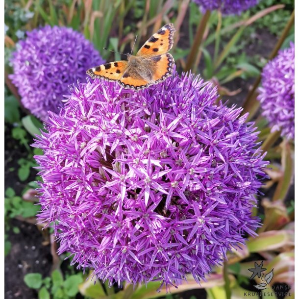 Prydl�g Globemaster