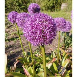 Prydl�g Globemaster