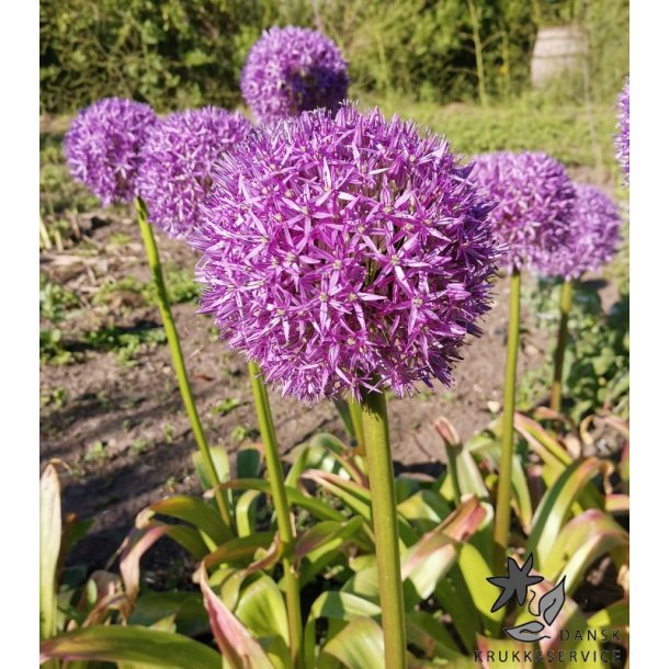 Prydl�g Globemaster