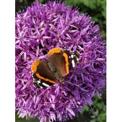 Prydl�g Globemaster