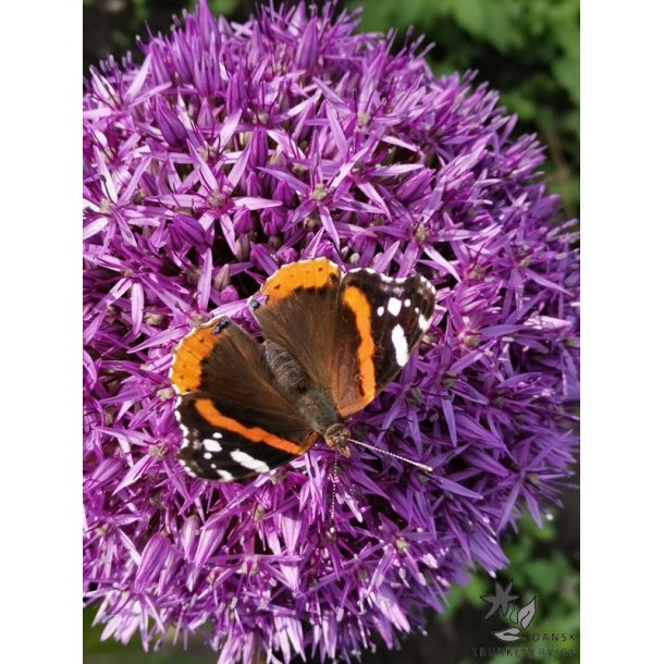 Prydl�g Globemaster