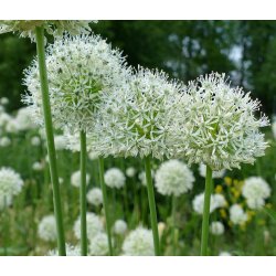 Prydlg Mount Everest