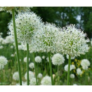 Prydlg Mount Everest