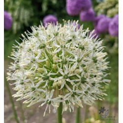 Prydlg Mount Everest