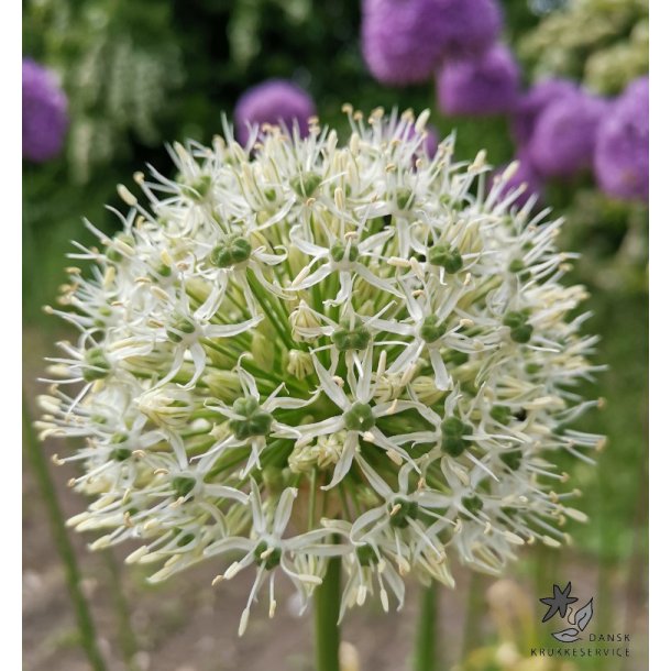 Prydlg Mount Everest