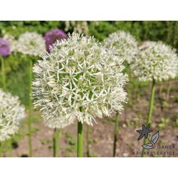 Prydlg Mount Everest