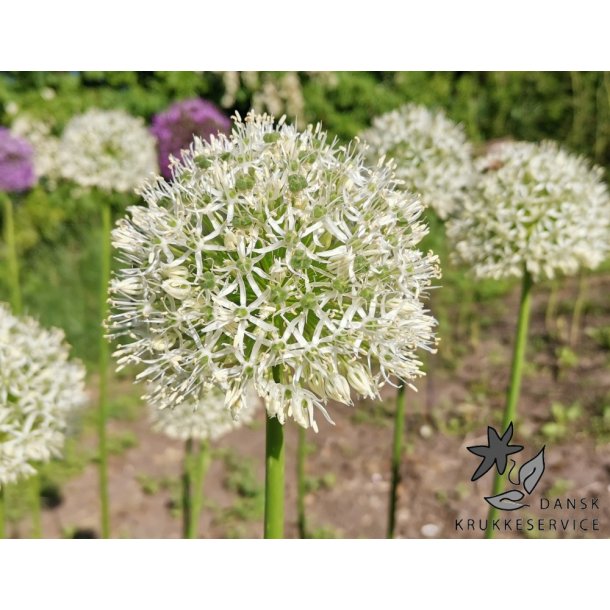 Prydlg Mount Everest