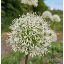 Prydlg Mount Everest