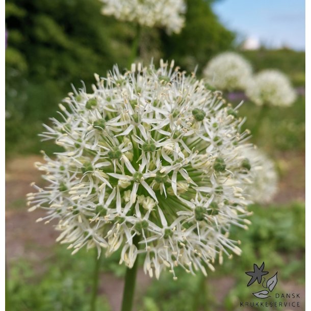 Prydlg Mount Everest