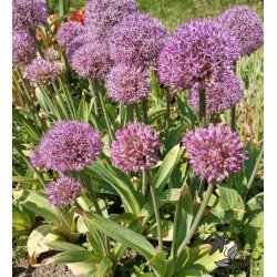 Prydlg Party Balloons