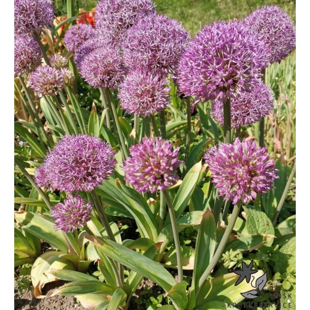 Prydlg Party Balloons