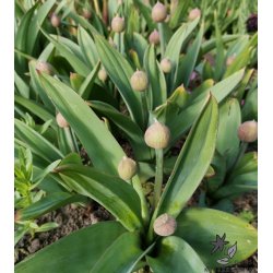 Prydlg Party Balloons