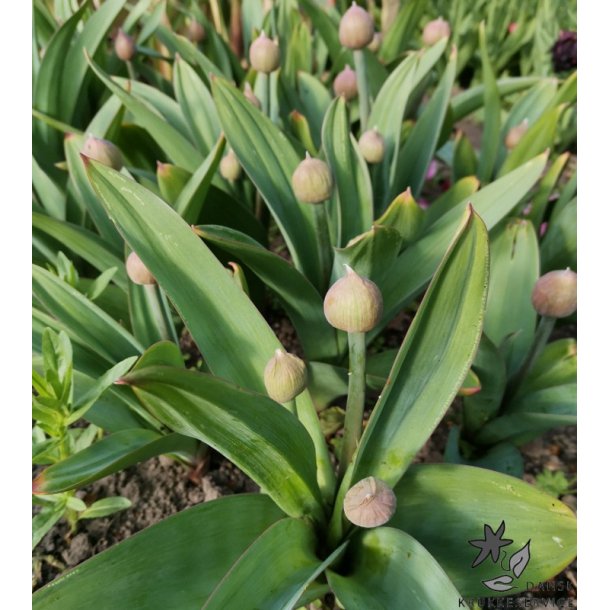 Prydlg Party Balloons