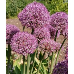 Prydlg Party Balloons