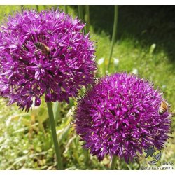 Prydlg  Purple Sensation