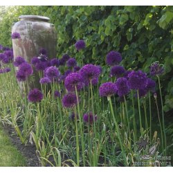 Prydlg  Purple Sensation