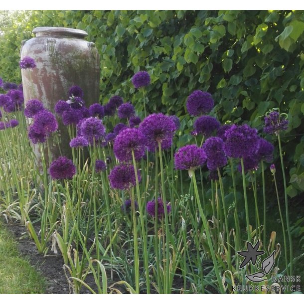 Prydlg  Purple Sensation