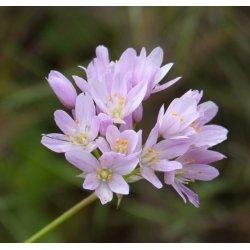 Prydlg roseum - Rosenlg