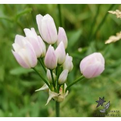 Prydlg roseum - Rosenlg