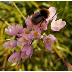 Prydlg roseum - Rosenlg