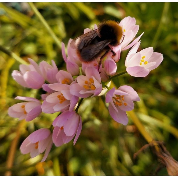 Prydlg roseum - Rosenlg