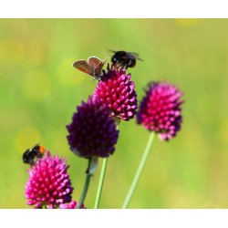 Prydlg Sphaerocephalon