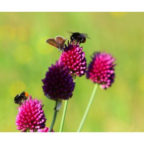 Prydlg Sphaerocephalon