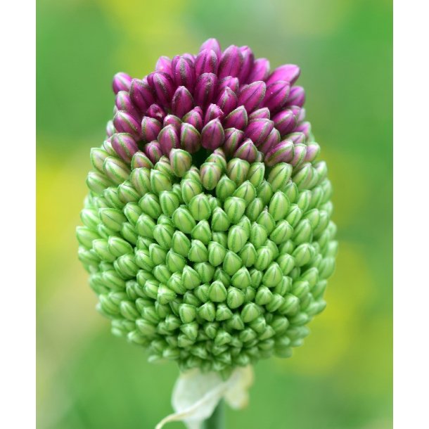 Prydlg Sphaerocephalon