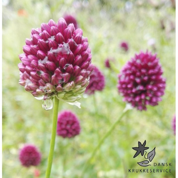 Prydlg Sphaerocephalon