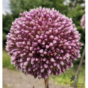 Prydlg Summer Drummer