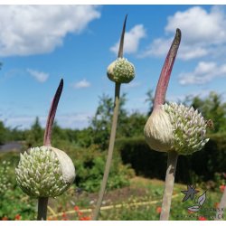 Prydlg Summer Drummer