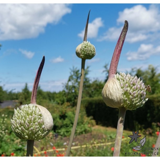 Prydlg Summer Drummer